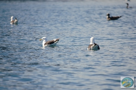 Fotos da pesca esportiva em Chaiten no Chile